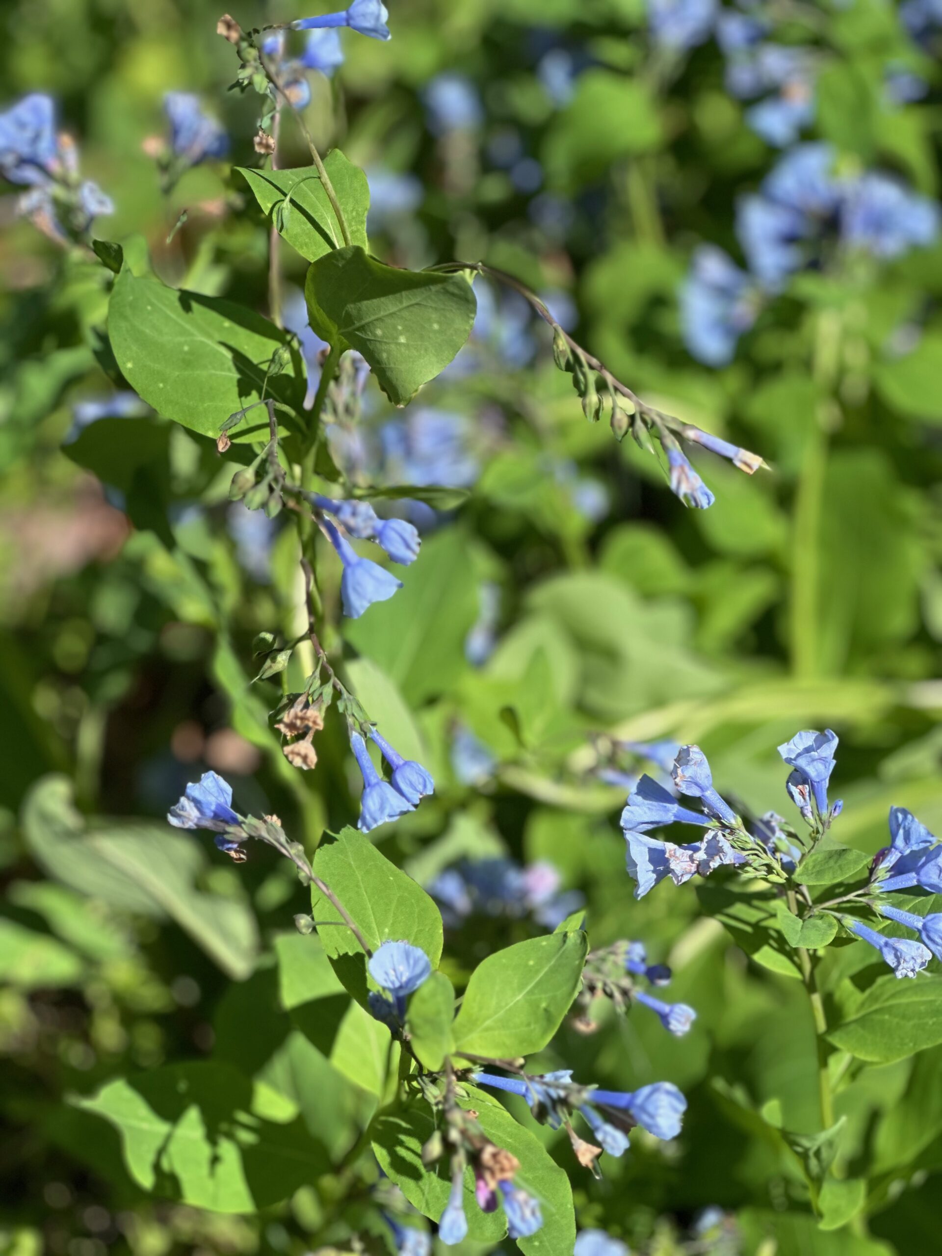 It’s The Season For Bluebell Wildflowers…Wouldn’t It Be FUN IF…